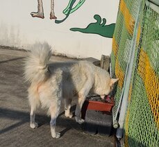 곡성기차마을 동물농장