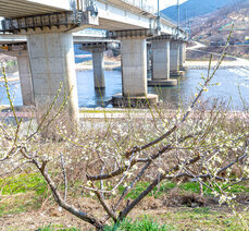 [2월] 곡성 여행지 추천, 곡성 매화 ROAD