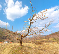 [2월] 곡성 여행지 추천, 곡성 매화 ROAD