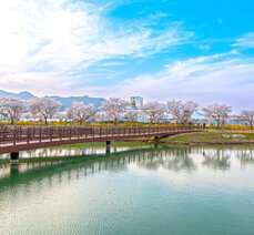 봄여행-벚꽃 흩날리는 곡성 뚝방생태공원 맨발로 걸어요.