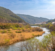 봄여행-곡성 웰니스 여행, 벚꽃 드라이브 