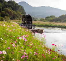가을여행-대황강 물레방아 도는 내력은?
