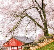 봄여행-옥과향교의 고색창연한 봄풍경 