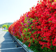 봄여행- 곡성 섬진강 철쭉길, 안전한소공원과 전망대에서 즐기세요