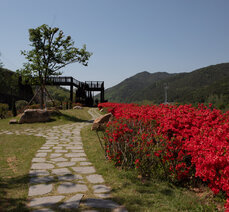 봄여행- 곡성 섬진강 철쭉길, 안전한소공원과 전망대에서 즐기세요