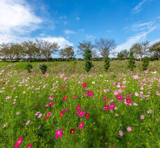 가을여행-대황강 물레방아 도는 내력은?