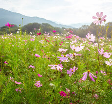 가을여행-대황강 물레방아 도는 내력은?