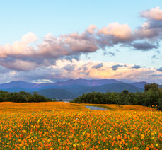 가을여행- 곡성 동화정원 황화코스모스 황금물결