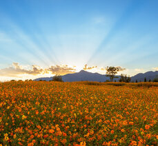가을여행- 곡성 동화정원 황화코스모스 황금물결