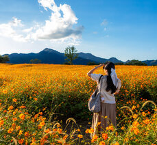 가을여행- 곡성 동화정원 황화코스모스 황금물결