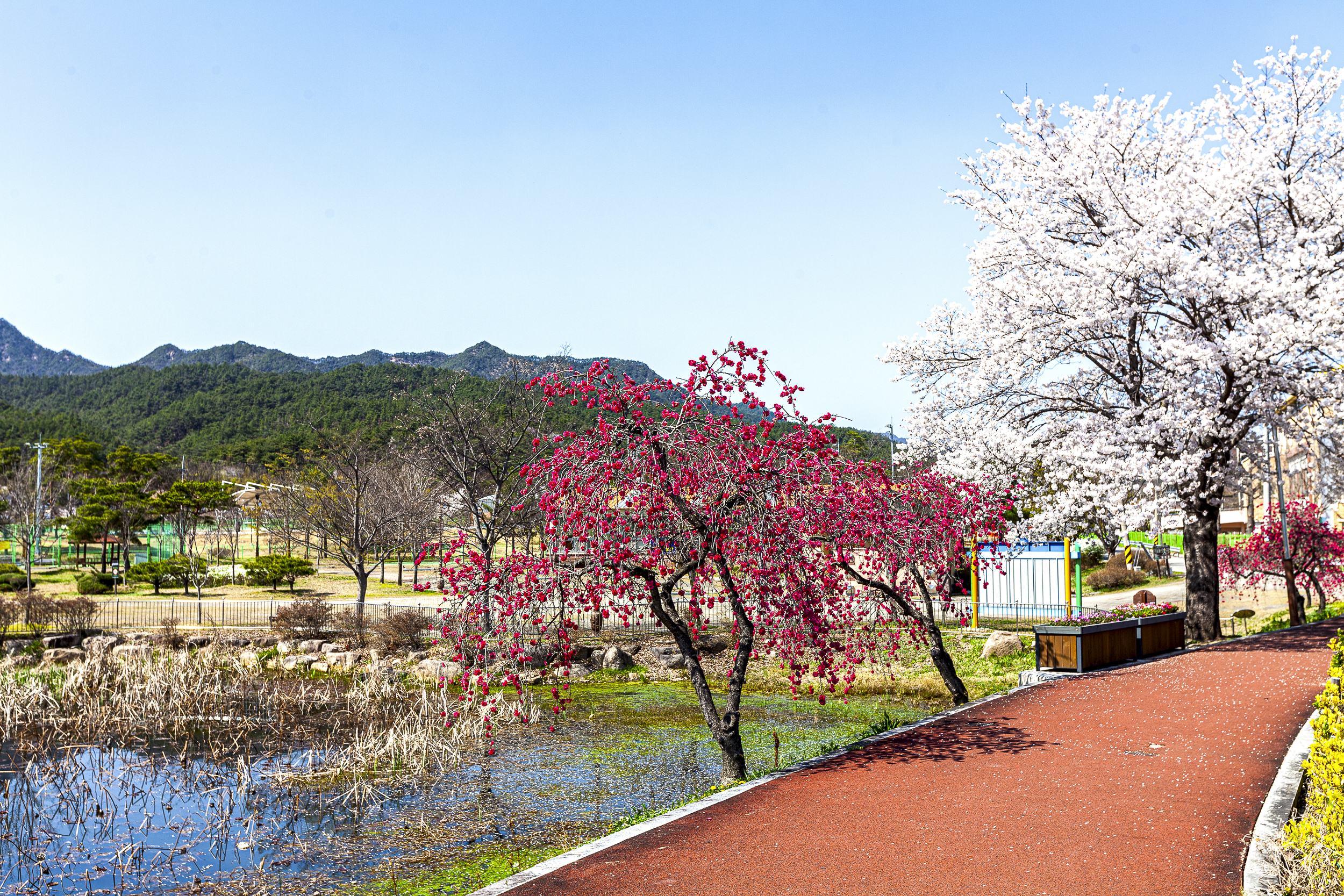 홍도화