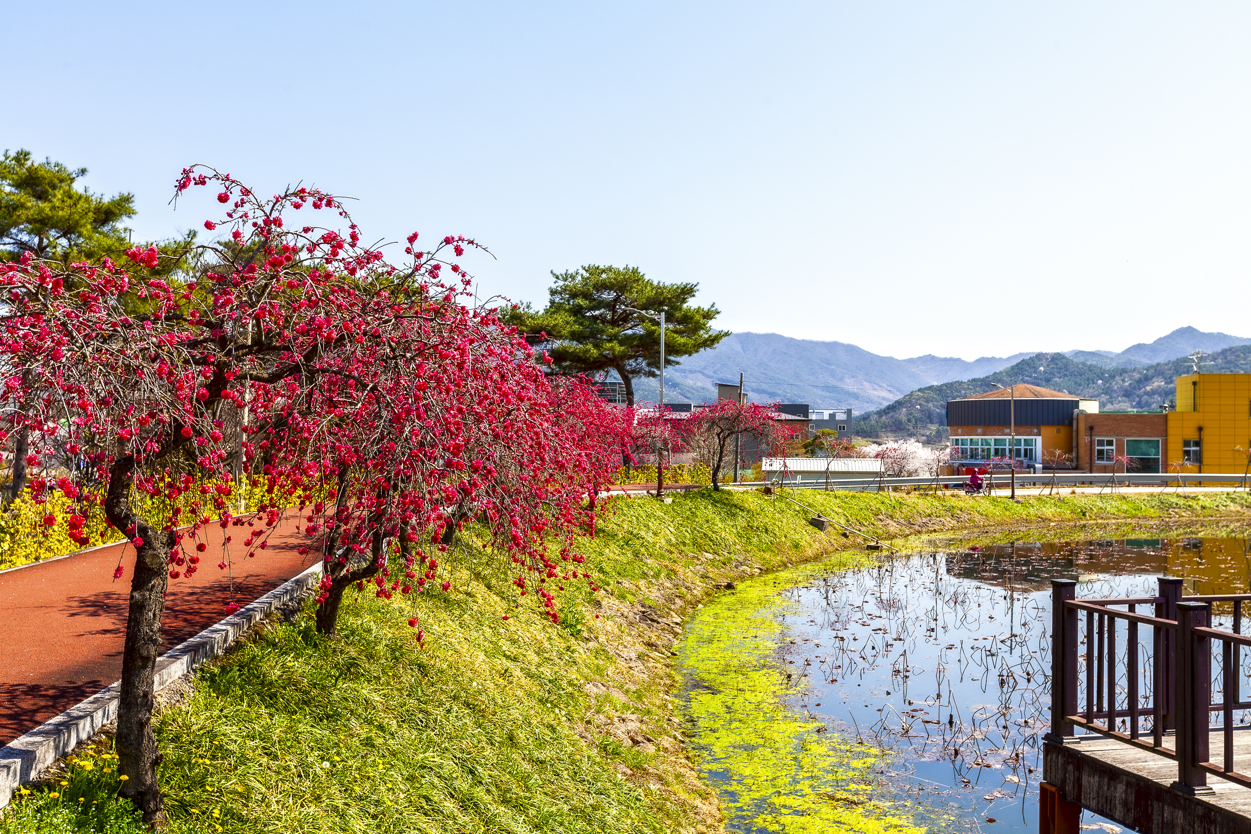 홍도화