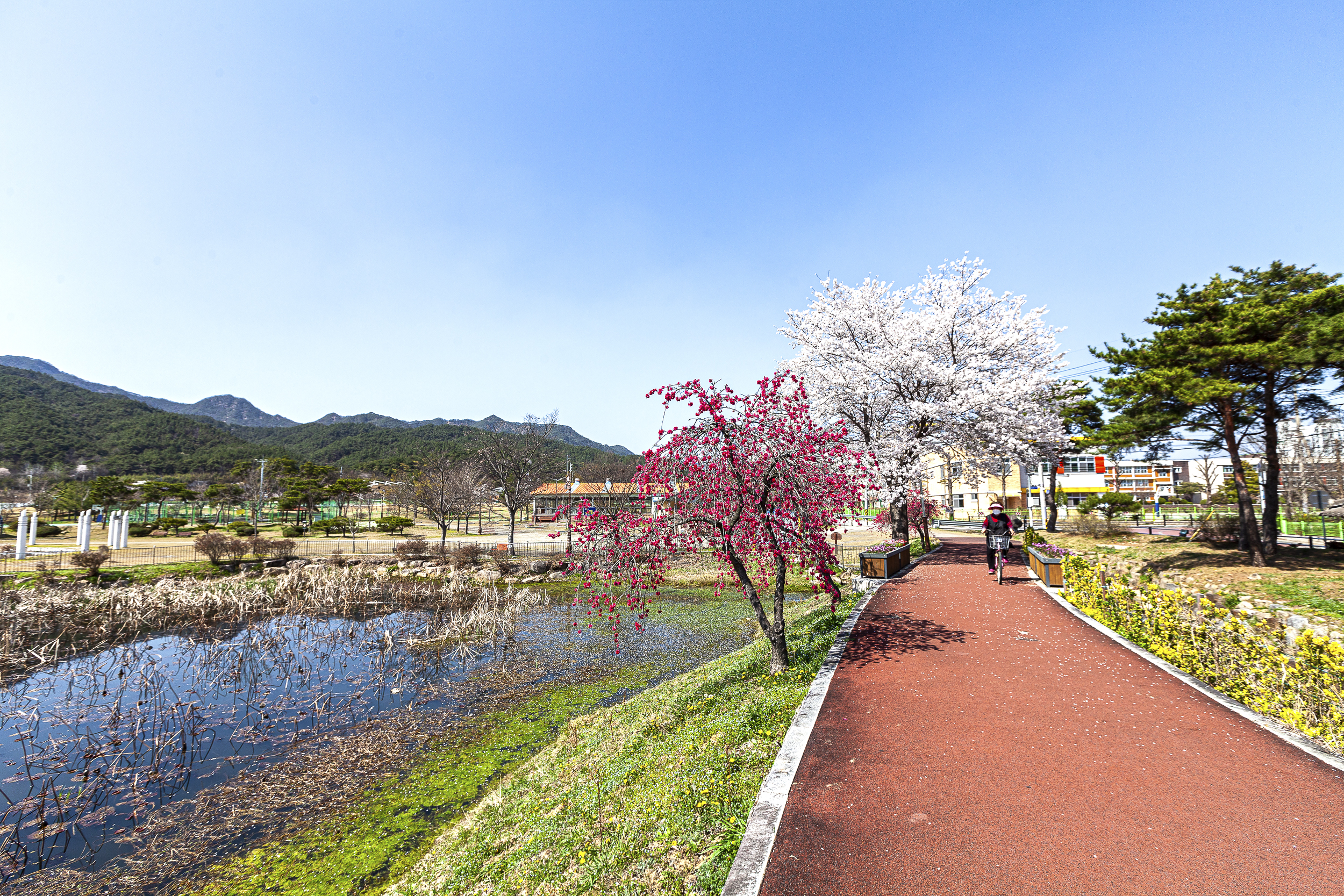 홍도화