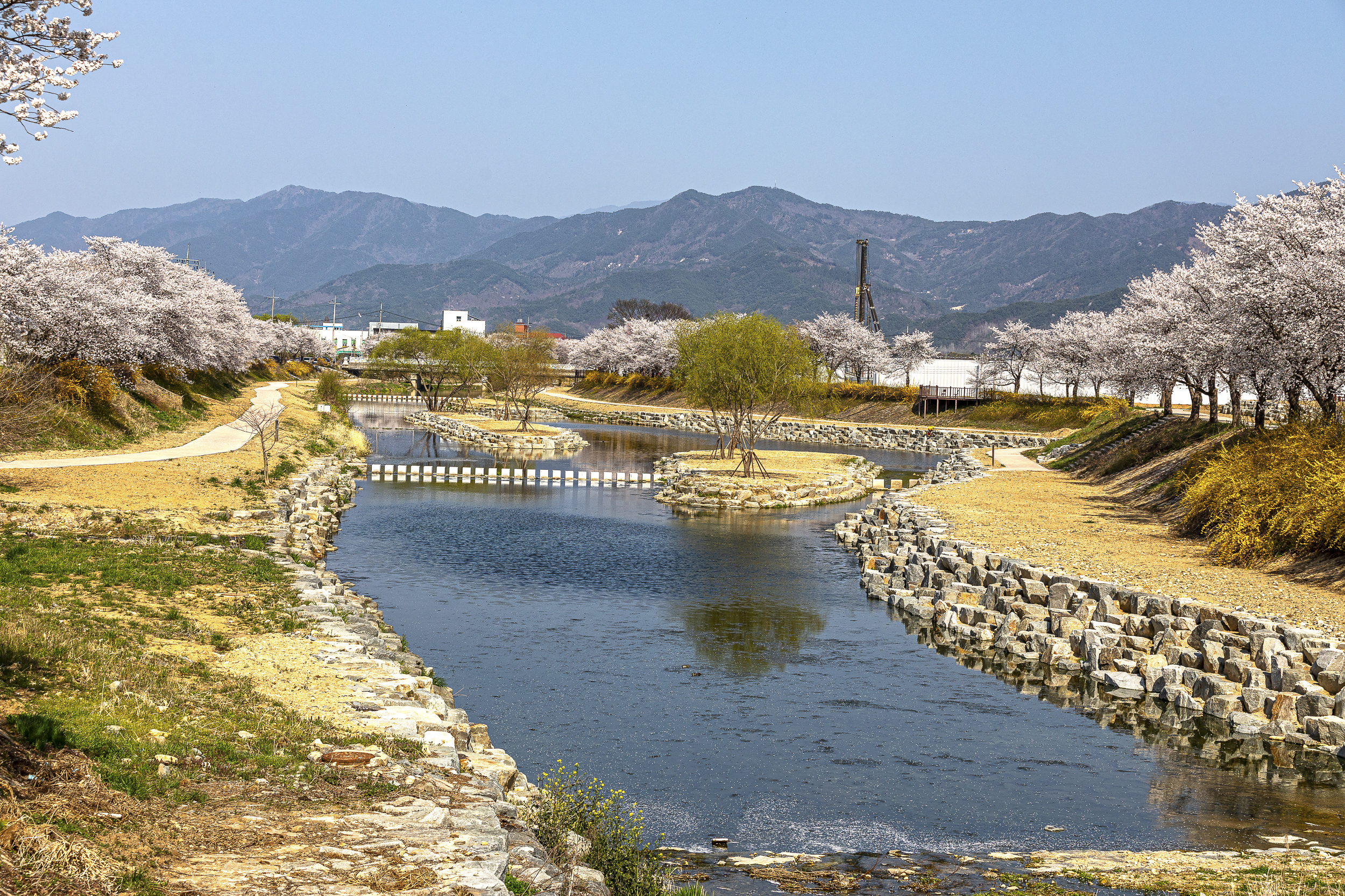 곡성천 벚꽃