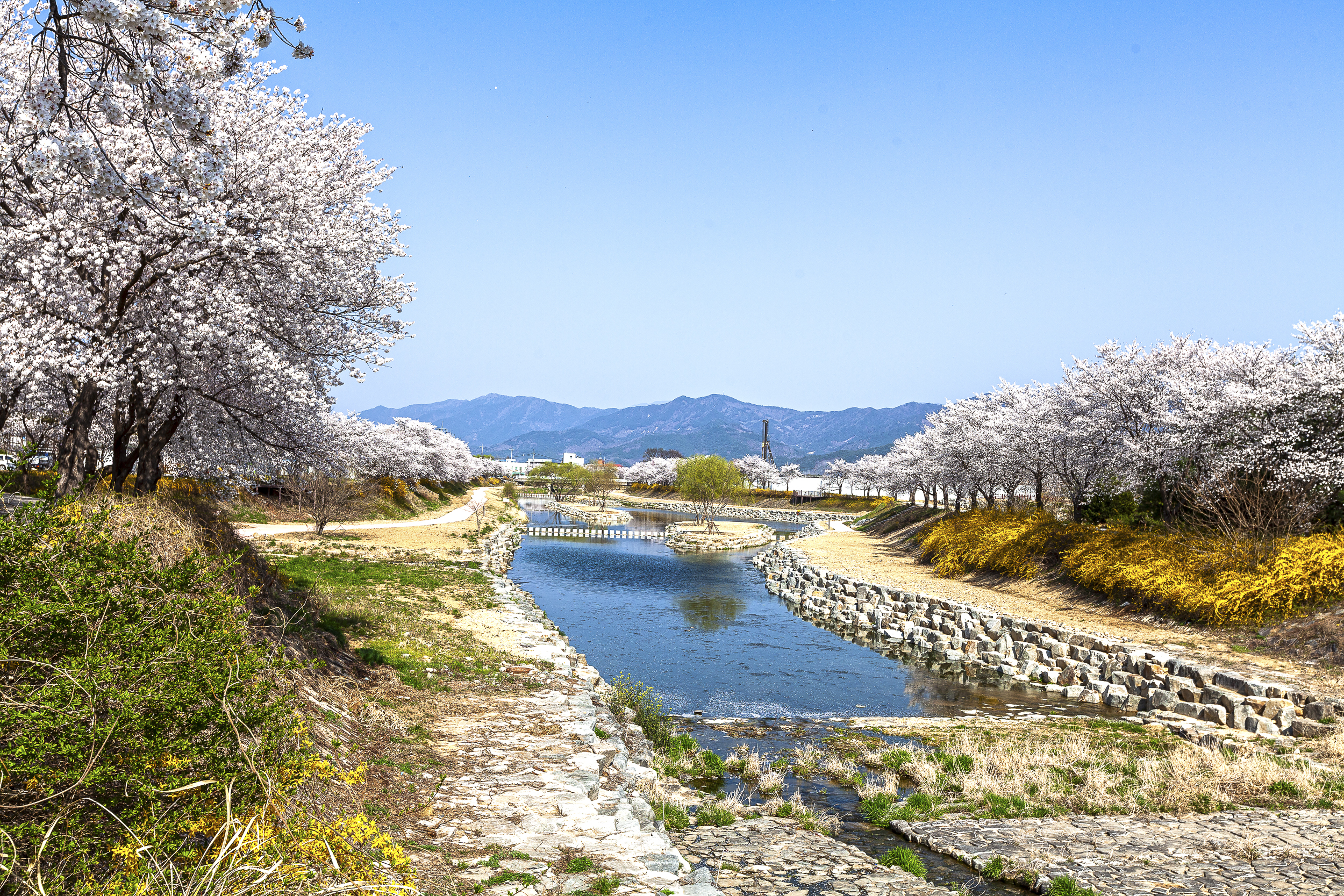 곡성천 벚꽃