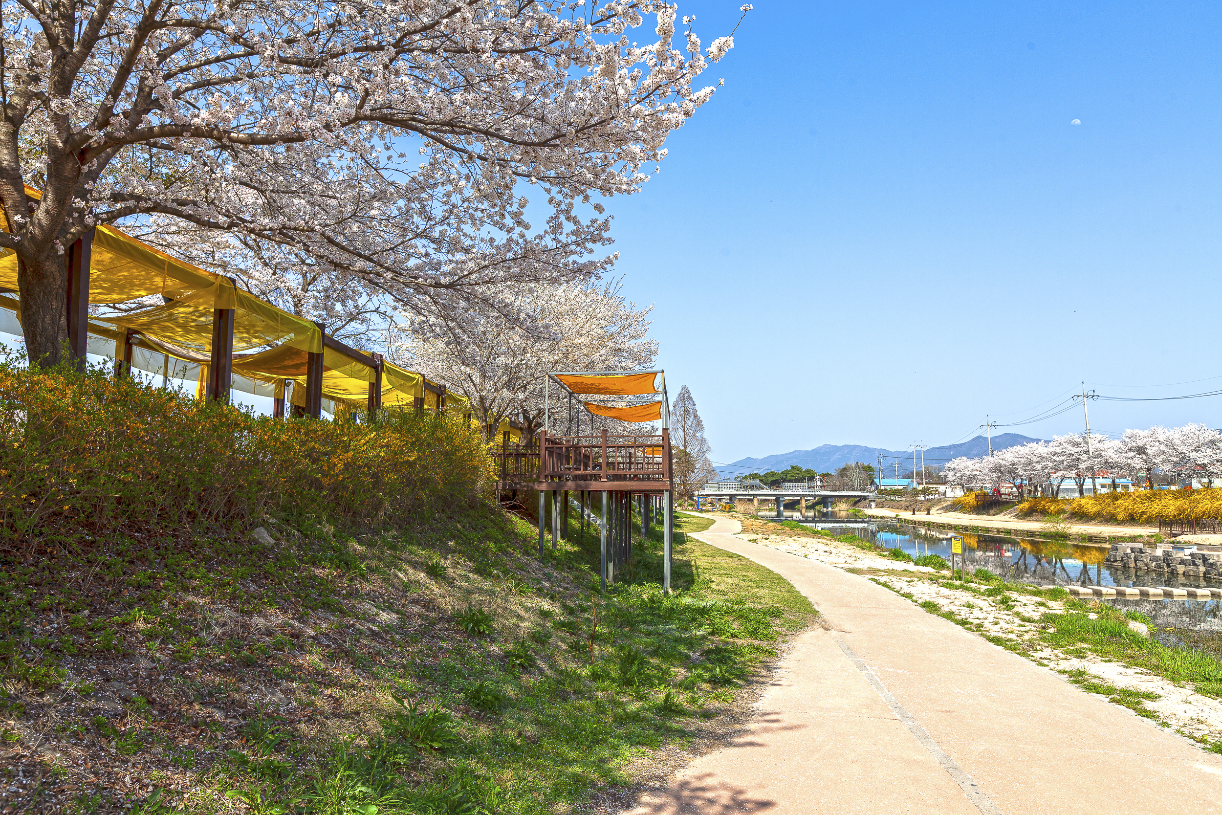 곡성천 벚꽃