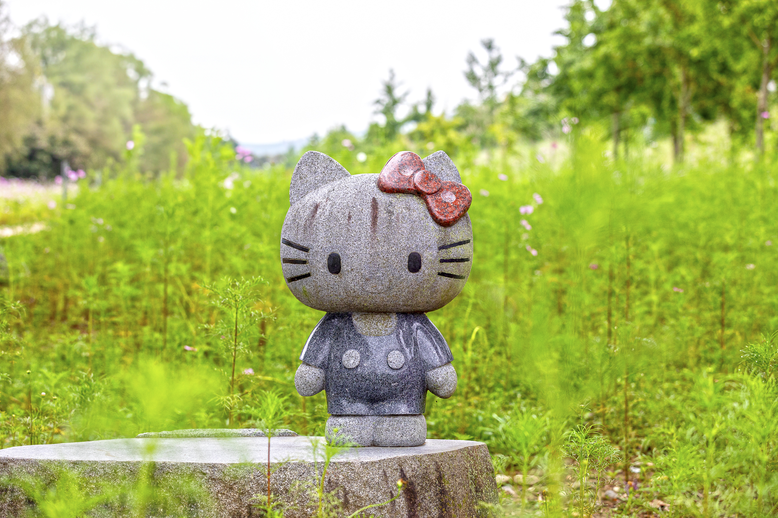 대황강 코스모스