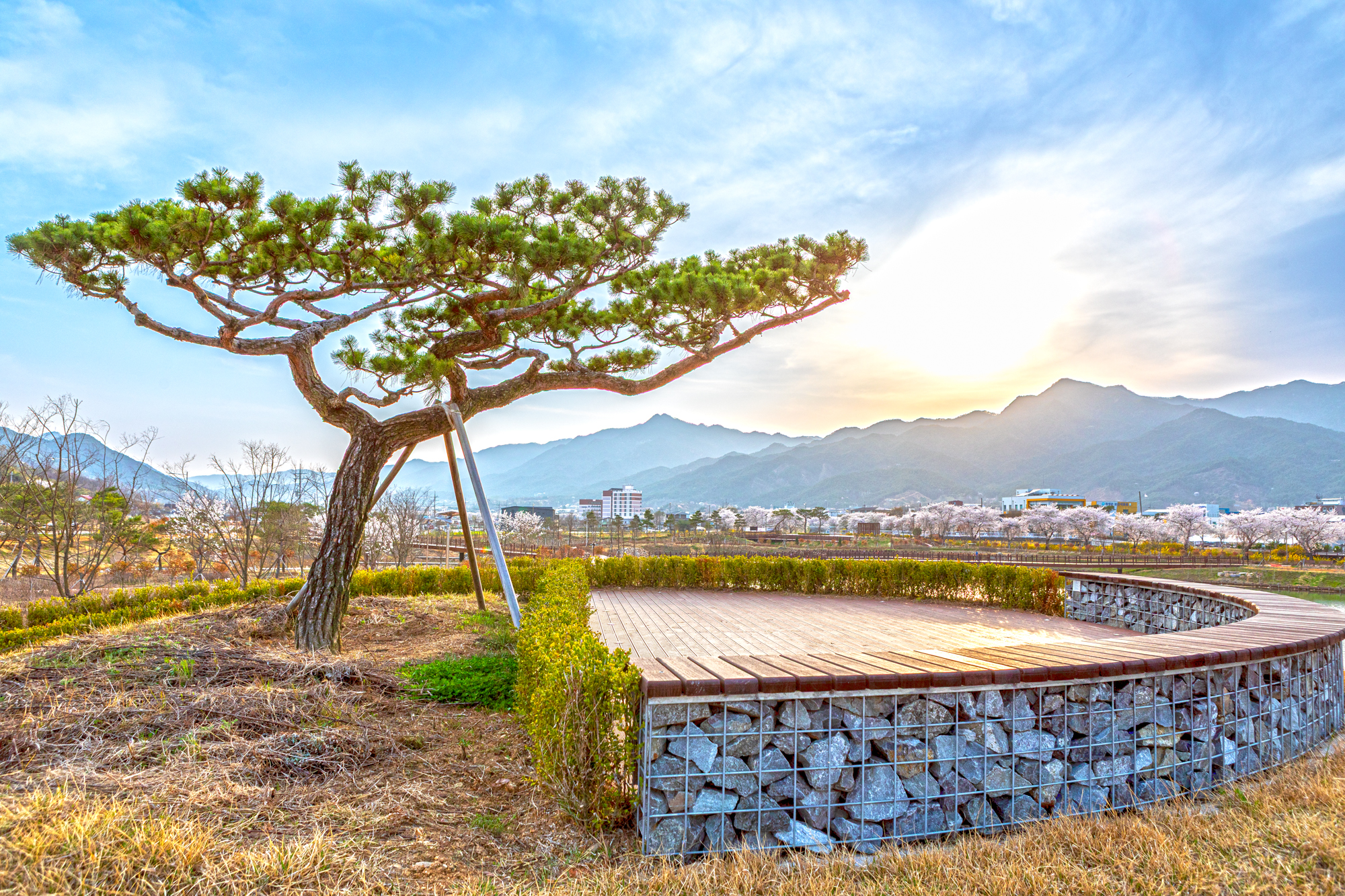뚝방생태공원 소나무