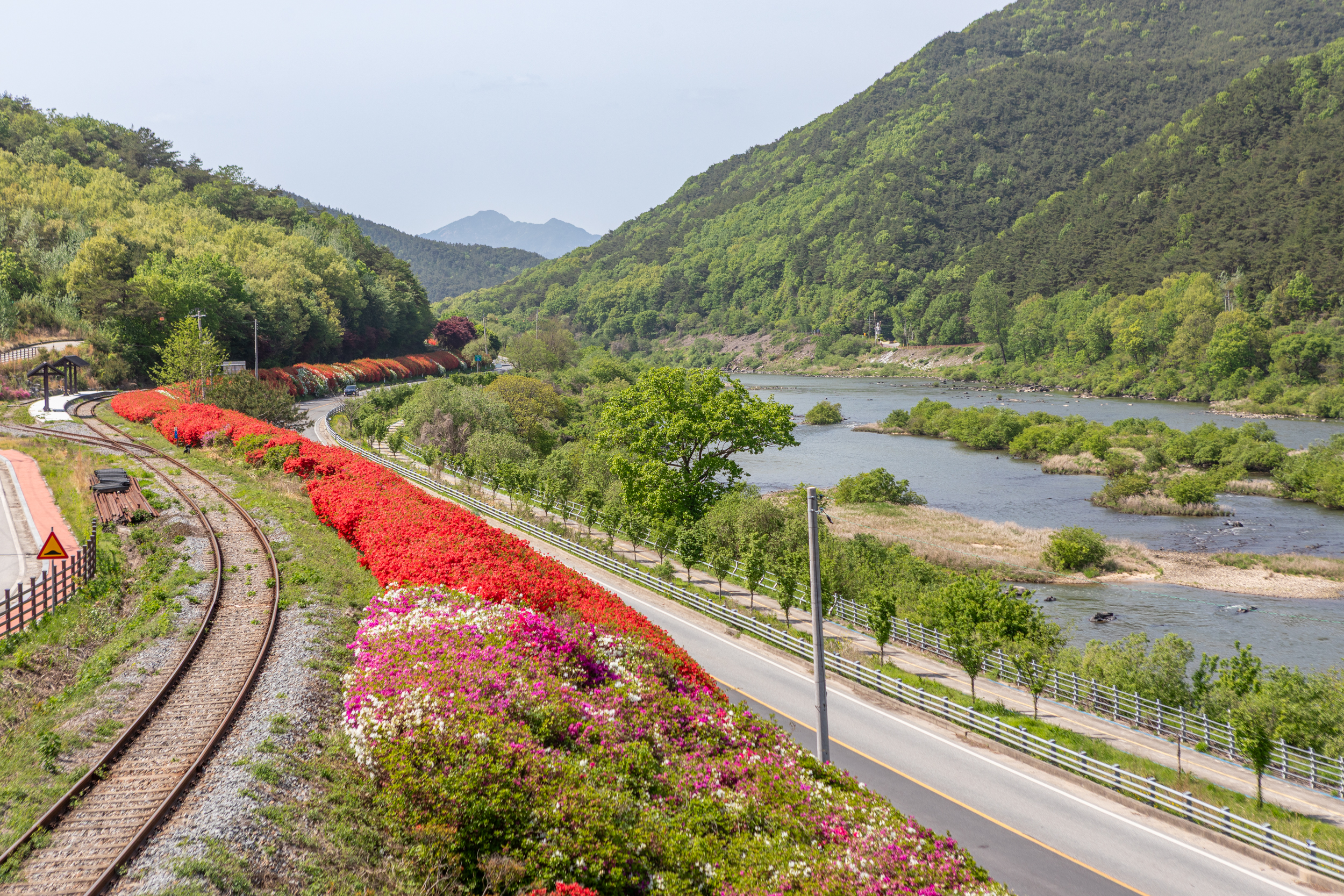 전망대에서 바라본 철쭉길