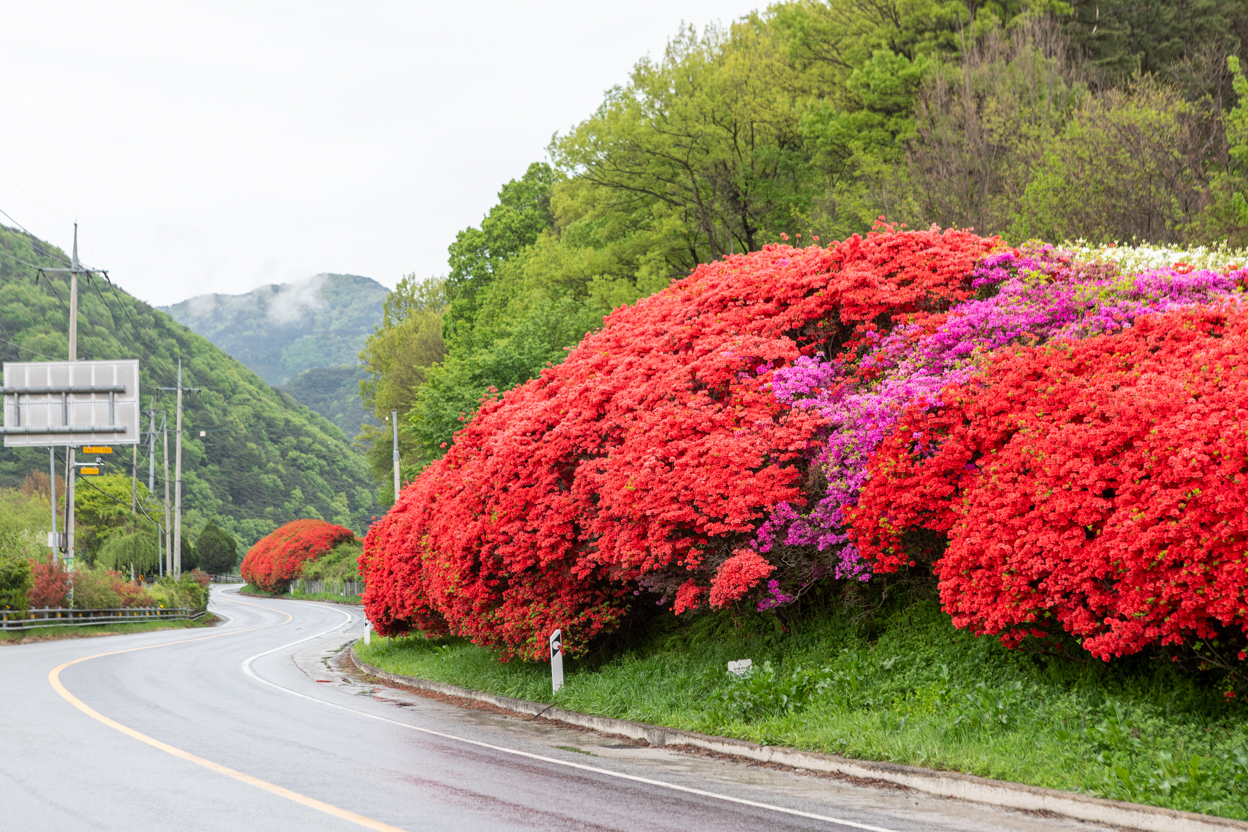 SK 주유소 앞 철쭉길 