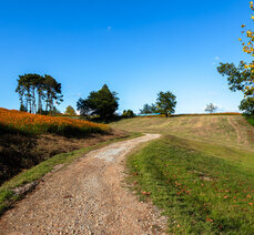 가을여행- 곡성 동화정원 황화코스모스 황금물결